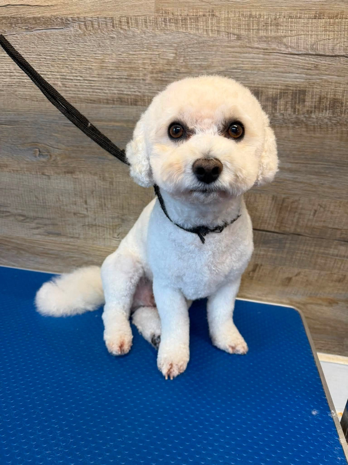 Bewitching Bubbles Dog Grooming